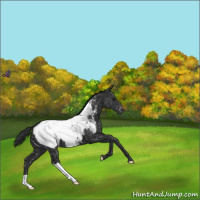 Horse Color:Black Snowcap 
