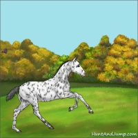 Horse Color:Blue Roan Appaloosa