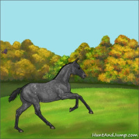 Horse Color:Blue Roan Snowflake Varnish