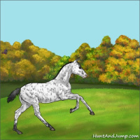 Horse Color:Blue Roan Near Leopard 