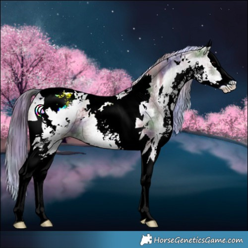 Horse Color:Nacre White Spotted Grullo Splash Tobiano 
