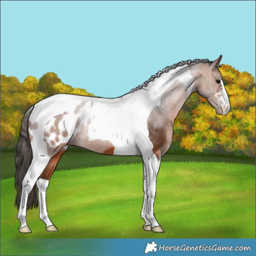 Horse Color:Bay Tobiano Appaloosa 