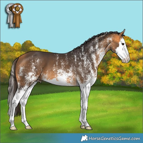 Horse Color:White Spotted Buckskin Splash 
