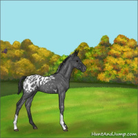 Horse Color:Blue Roan Tobiano Appaloosa 