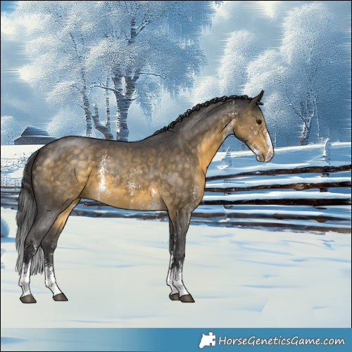 Horse Color:Buckskin Sabino 