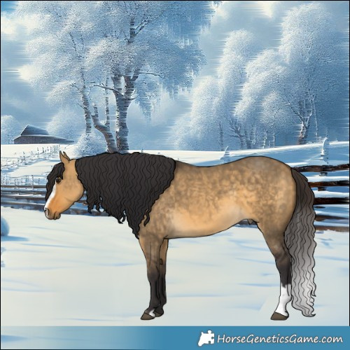 Horse Color:Buckskin Dun Sabino 