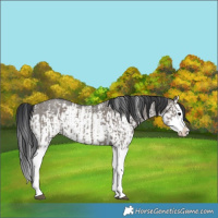 Horse Color:Grullo Sabino Splash  and Grullo Sabino Splash 