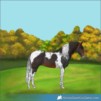Horse Color:Brown Tobiano 