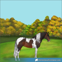 Horse Color:Brown Tobiano 