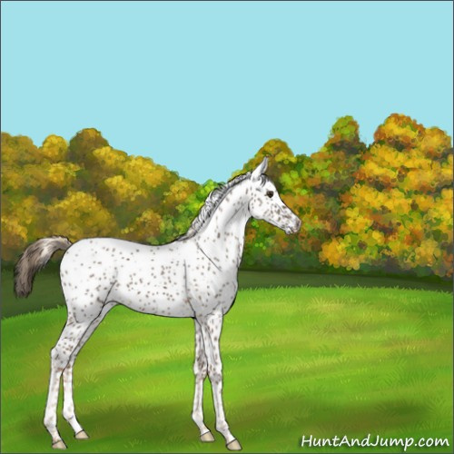 Horse Color:White Spotted Chocolate Palomino 
