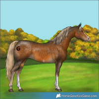Horse Color:White Spotted Chocolate Palomino 