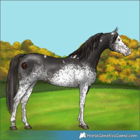 Horse Color:White Spotted Liver Chestnut 