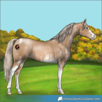 Horse Color:White Spotted Chocolate Palomino Pearl Tobiano 
