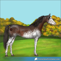 Horse Color:White Spotted Liver Chestnut Rabicano 