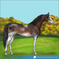 Horse Color:White Spotted Brown 