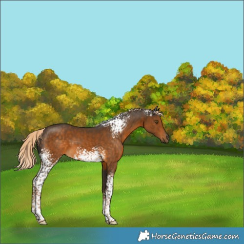 Horse Color:White Spotted Chocolate Palomino Tobiano 