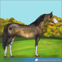 Horse Color:White Spotted Buckskin 
