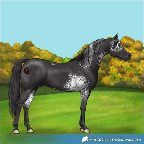 Horse Color:White Spotted Smoky Black 