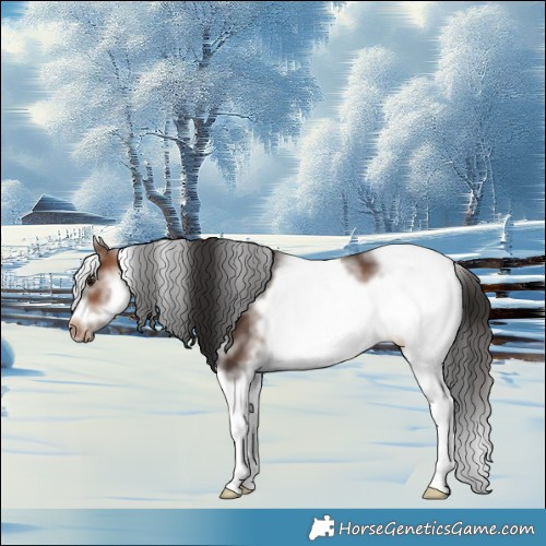 Horse Color:White Spotted Brown Tobiano Frame Appaloosa Rabicano 