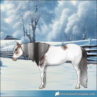 Horse Color:White Spotted Brown Tobiano Frame Appaloosa Rabicano