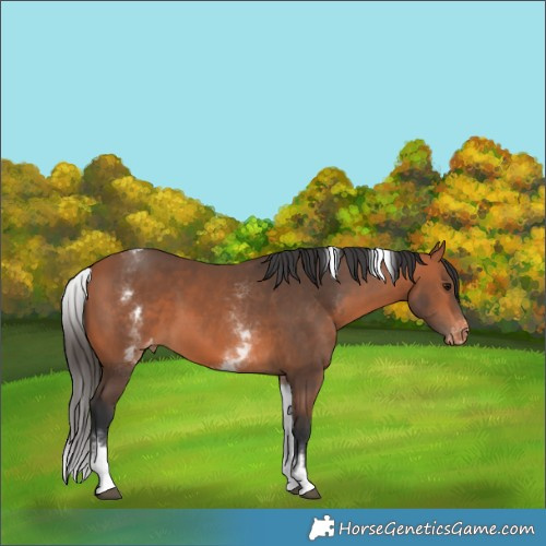 Horse Color:White Spotted Bay Tobiano Appaloosa 