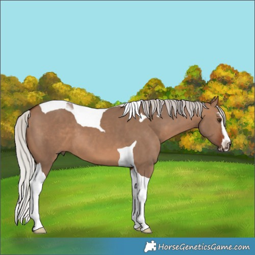 Horse Color:Silver Brown Dun Sabino Tobiano 