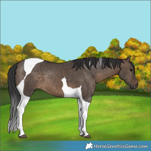Horse Color:Brown Dun Tobiano 