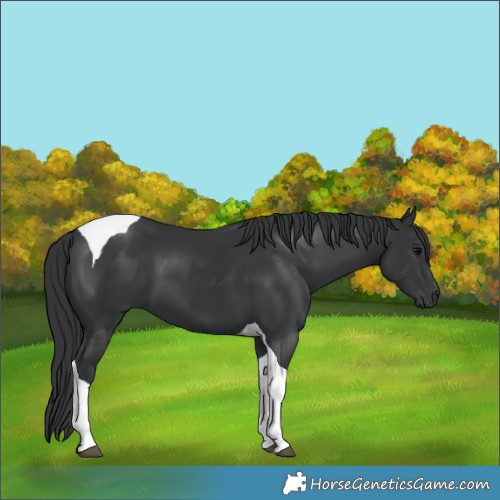 Horse Color:Black Tobiano 