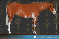 Horse Color:Bay Sabino Rabicano and Silver Bay Sabino Rabicano