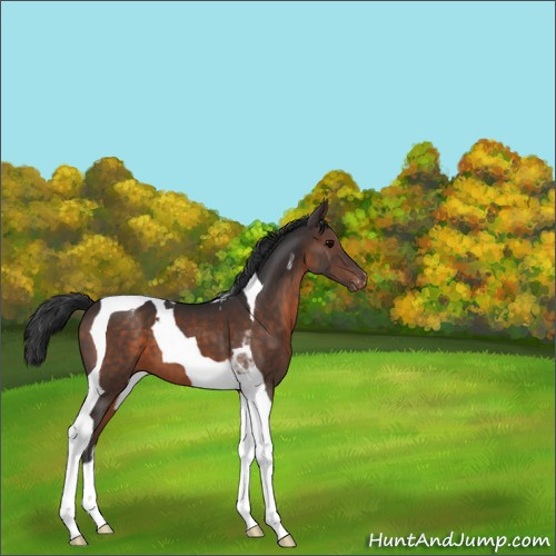 Horse Color:Brown Tobiano Appaloosa