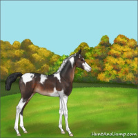 Horse Color:Brown Sabino Tobiano Varnish 