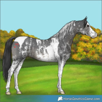 Horse Color:Black Sabino Tobiano