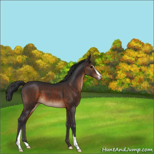 Horse Color:Brown Sabino 