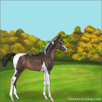 Horse Color:Brown Sabino Tobiano
