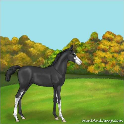Horse Color:Black Sabino 