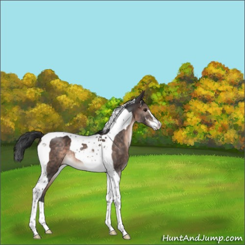 Horse Color:Brown Mushroom Sabino Tobiano 