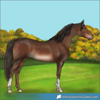 Horse Color:Liver Chestnut Tobiano 