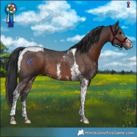 Horse Color:Brown Sabino Tobiano