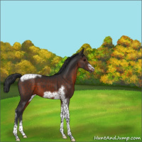 Horse Color:Brown Tobiano Frame 