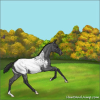 Horse Color:Blue Roan Snowcap 