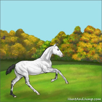 Horse Color:Blue Roan Appaloosa 