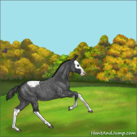 Horse Color:Blue Roan Splash Snowcap 