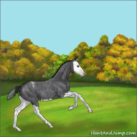 Horse Color:Blue Roan Splash Appaloosa 