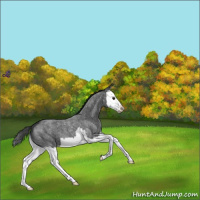 Horse Color:Blue Roan Splash Snowflake Varnish 