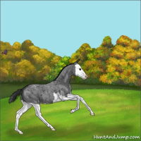 Horse Color:Blue Roan Splash Appaloosa 