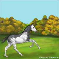 Horse Color:Blue Roan Splash Frame Appaloosa