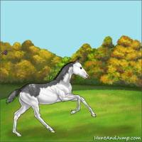 Horse Color:Blue Roan Splash Appaloosa 