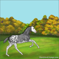 Horse Color:Blue Roan Splash Appaloosa 