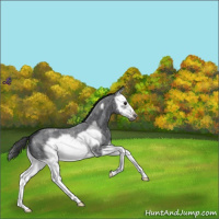 Horse Color:Blue Roan Splash Frame Appaloosa