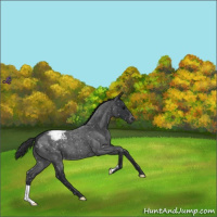 Horse Color:Blue Roan Snowflake Varnish